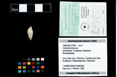 Foto (Objekt + Etikett) von Culmenformosa sp.  (NHMW-GEO-1990-0041-4794)